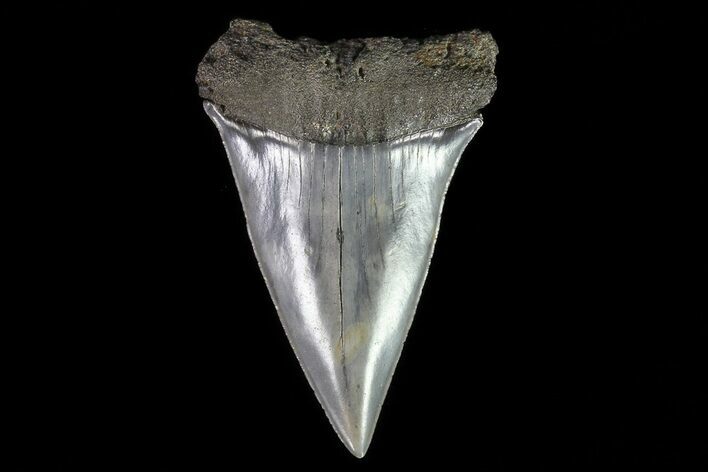 Fossil Mako Shark Tooth - Georgia #75089